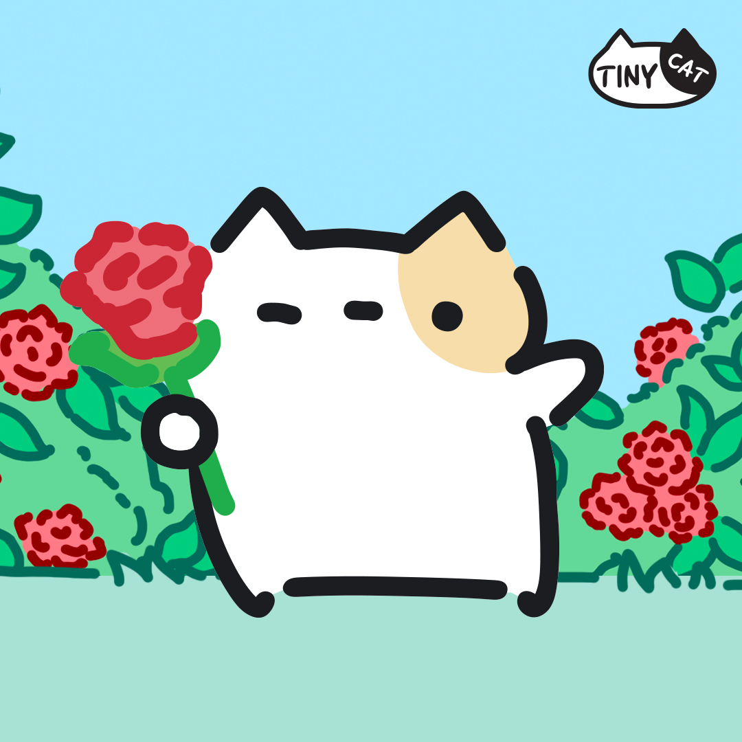 쪼꼬미냥이